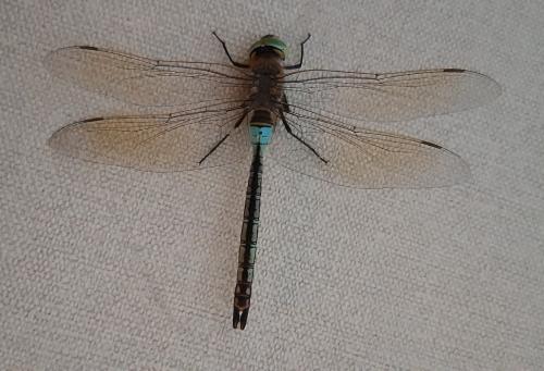 Anax parthenope